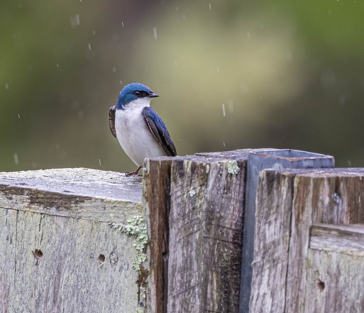 Tree Swallow - ML619242692