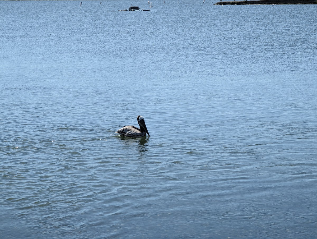 Brown Pelican - Rodrigo Dueñas