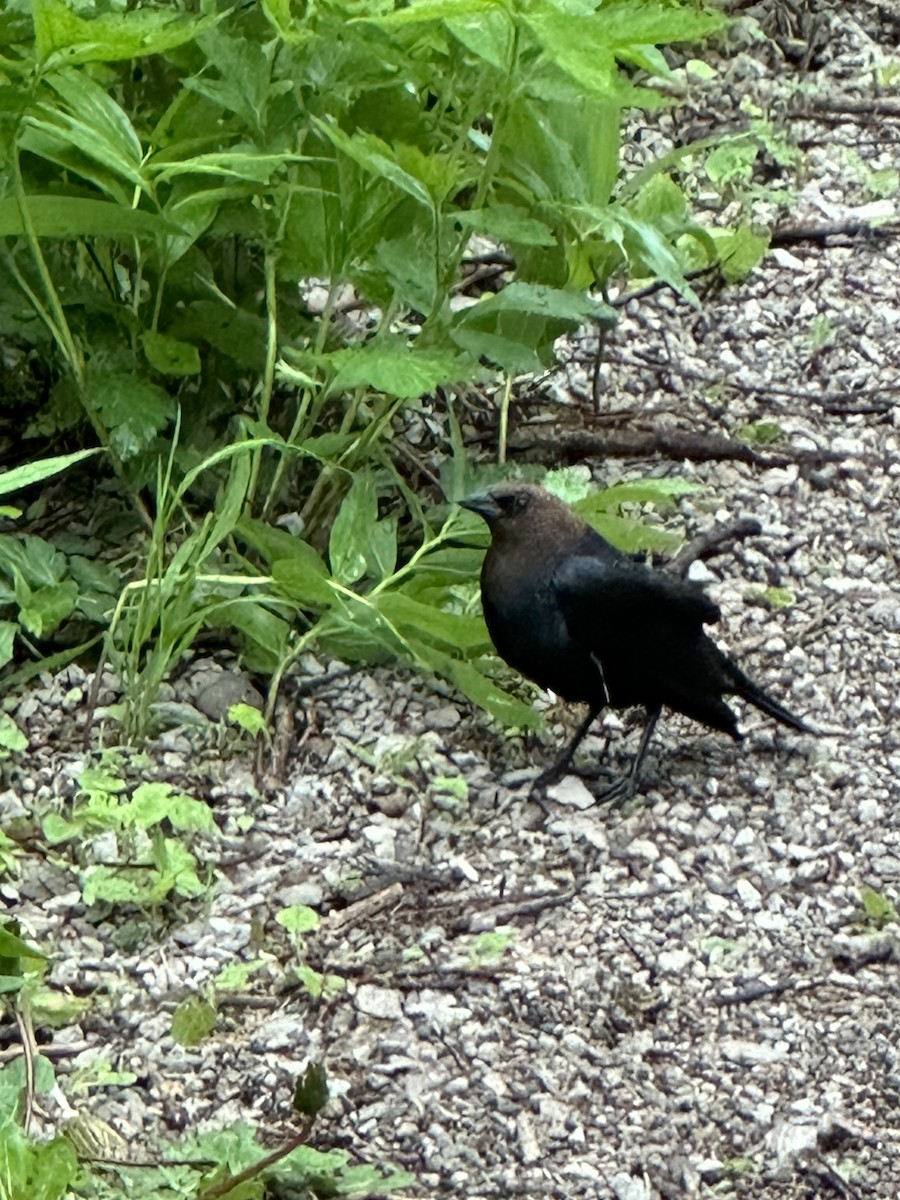 Brown-headed Cowbird - Helen Desjardins