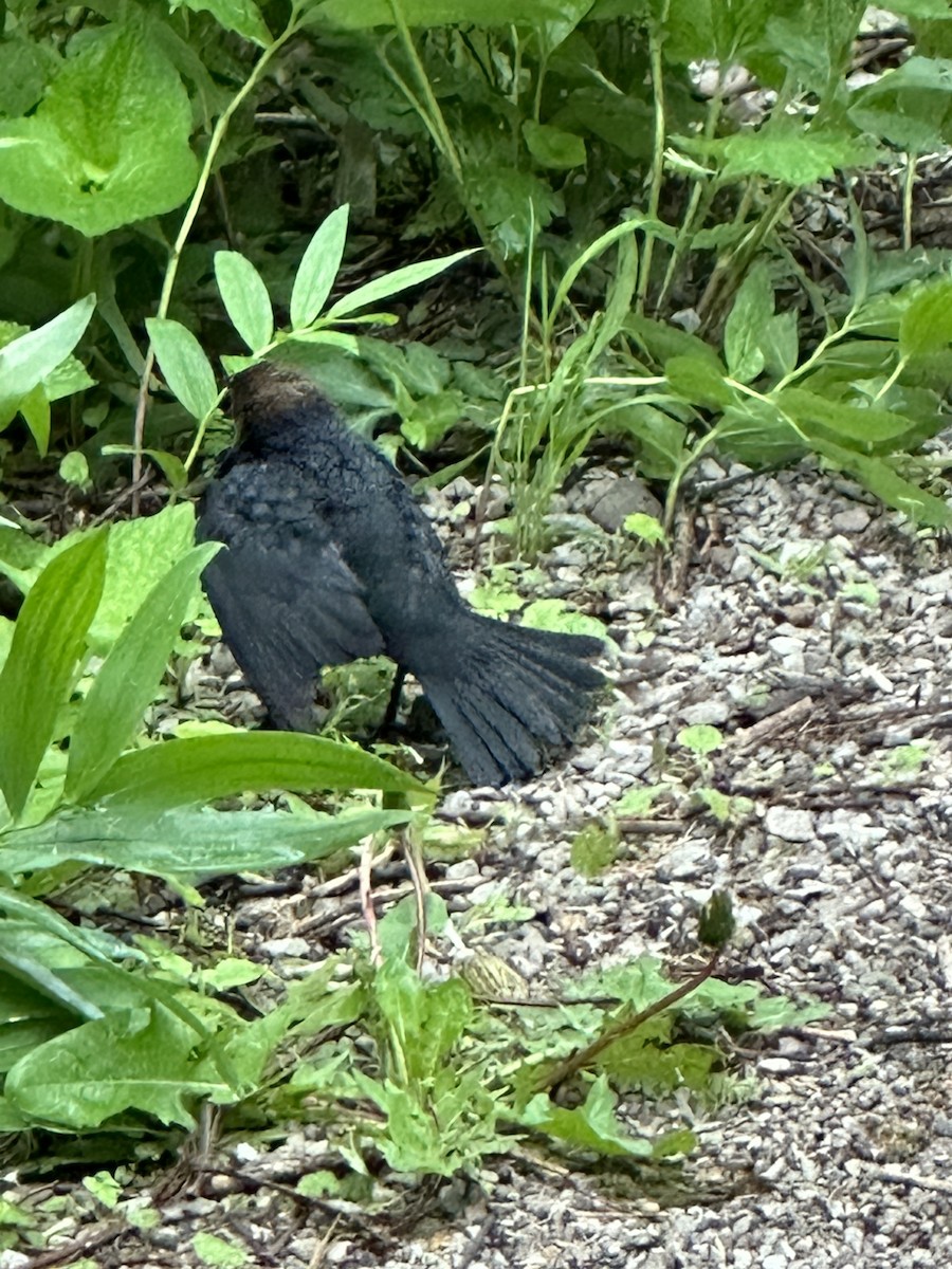 Brown-headed Cowbird - Helen Desjardins