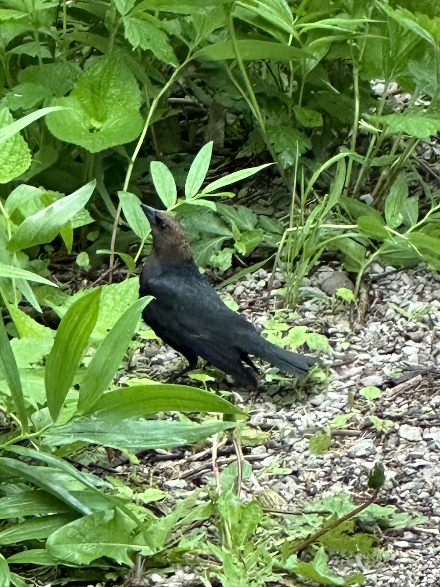 Brown-headed Cowbird - Helen Desjardins