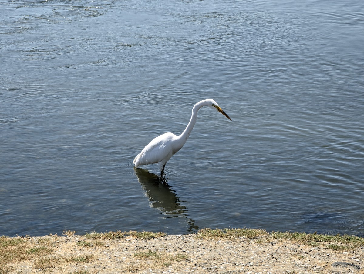 Great Egret - Rodrigo Dueñas