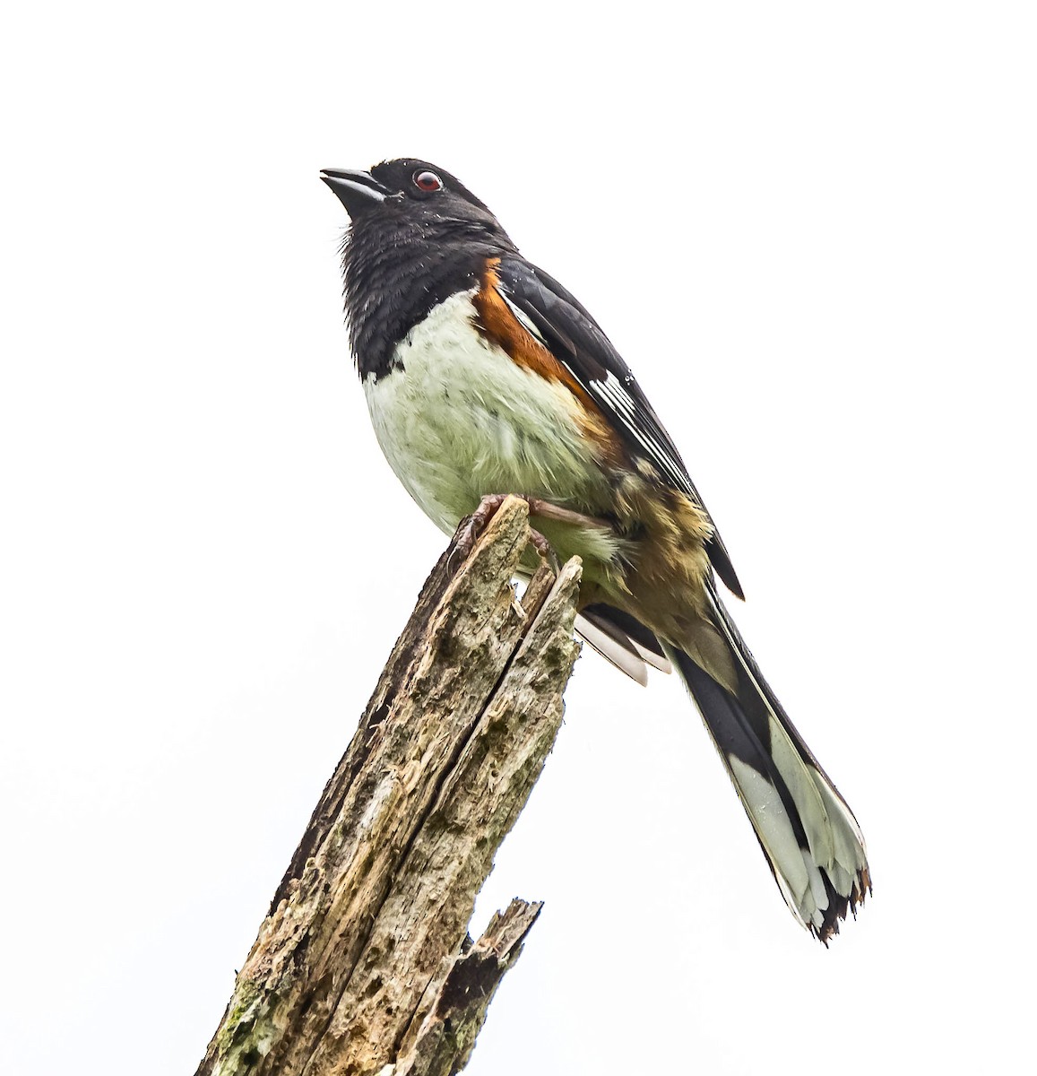 Eastern Towhee - Mike Murphy