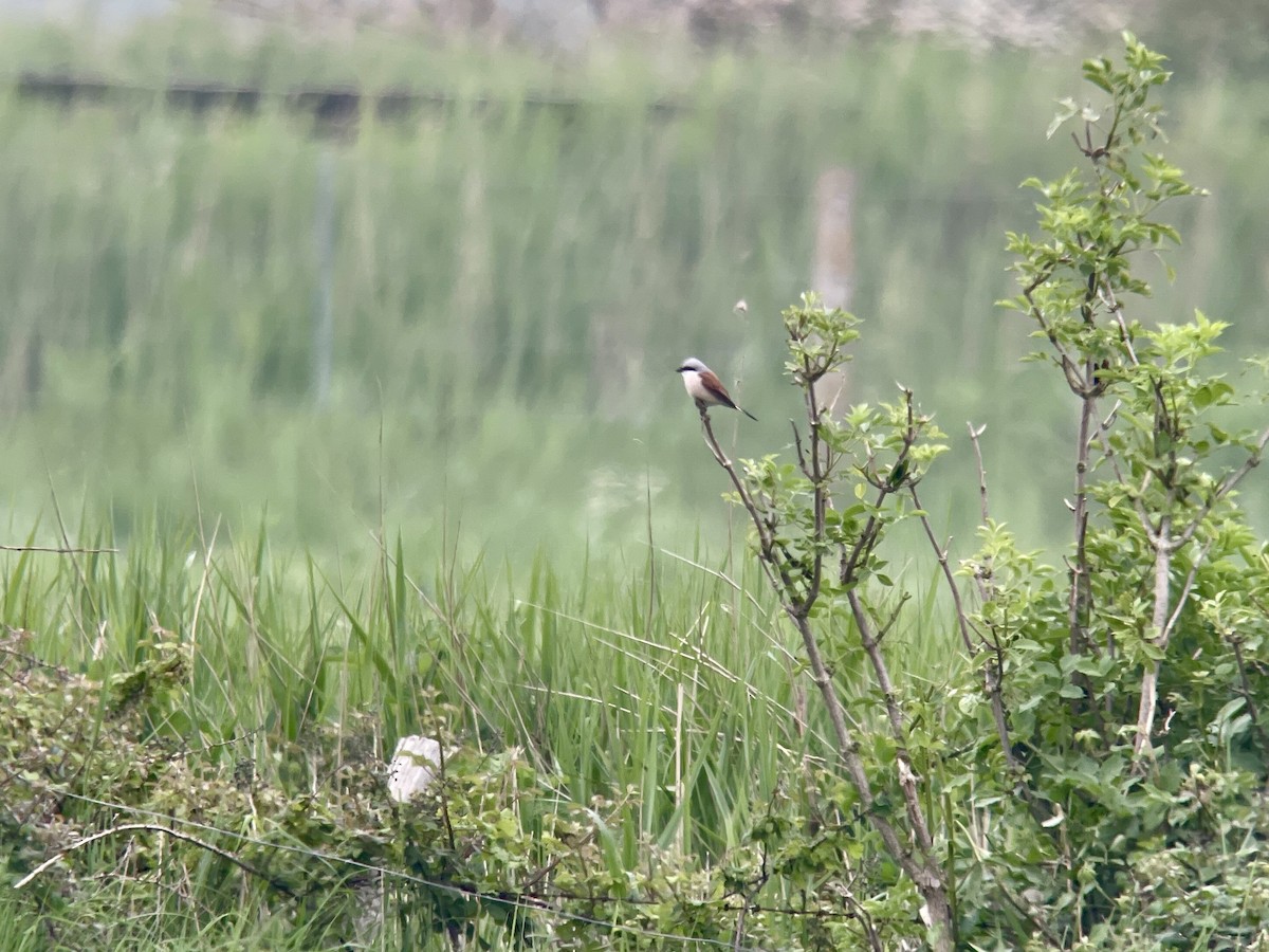 Red-backed Shrike - Adam Marek