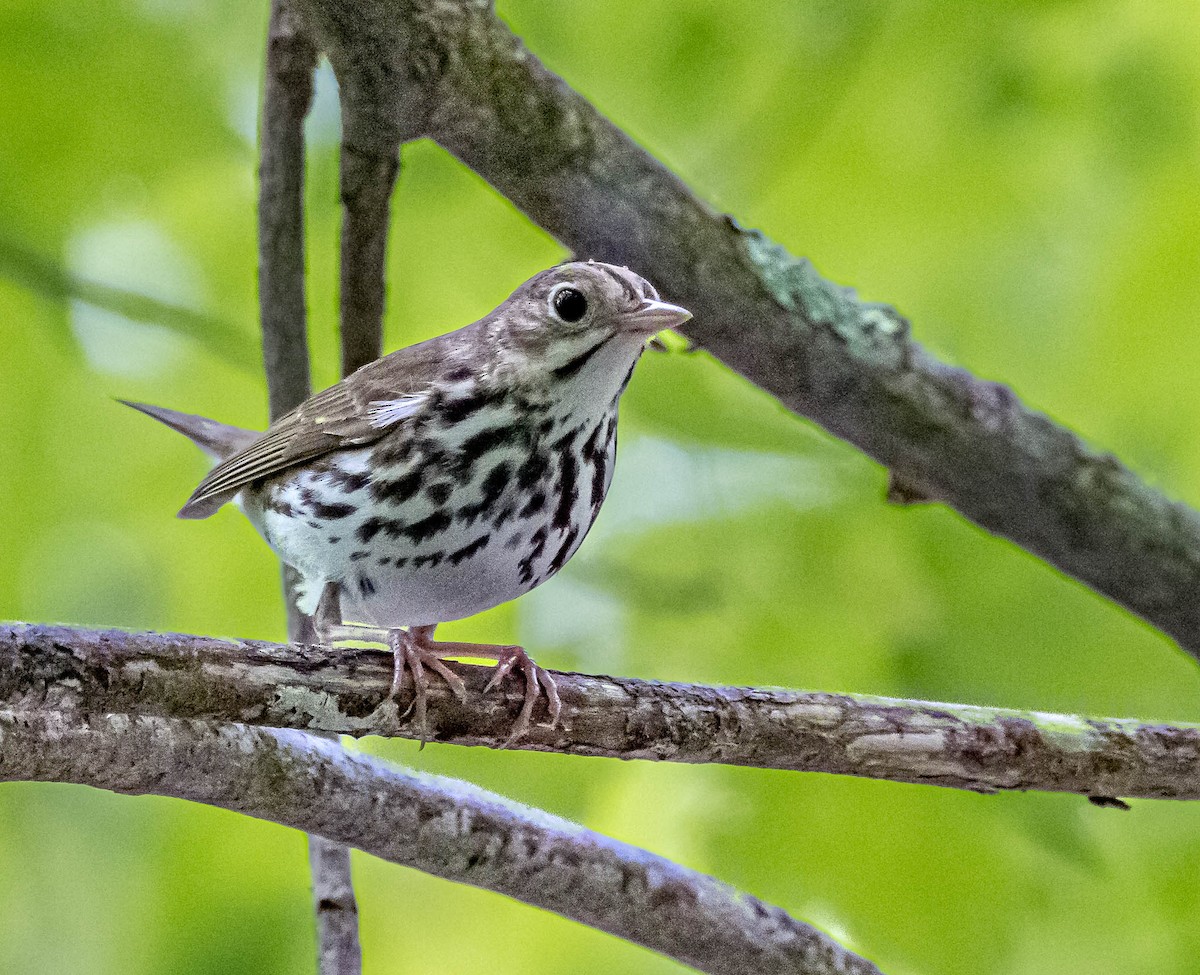 Ovenbird - Mike Murphy