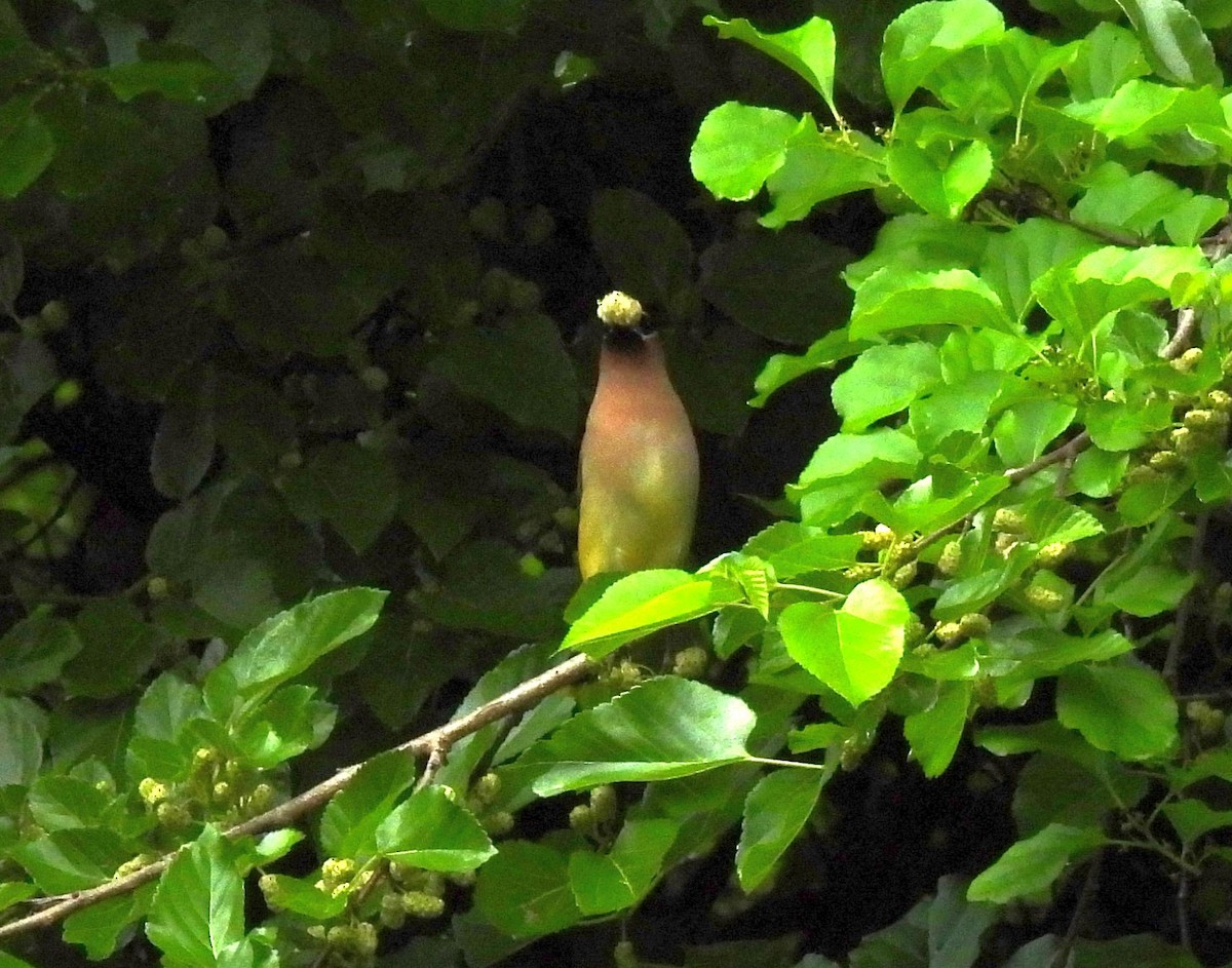 Cedar Waxwing - ML619242733