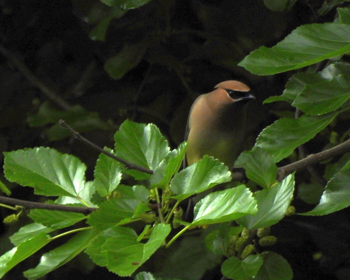 Cedar Waxwing - ML619242734