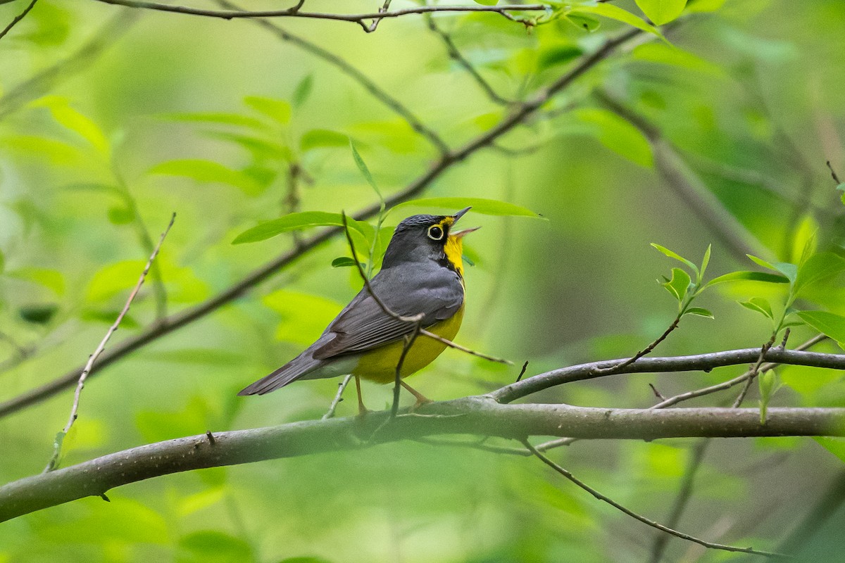 Canada Warbler - Lisa Nasta