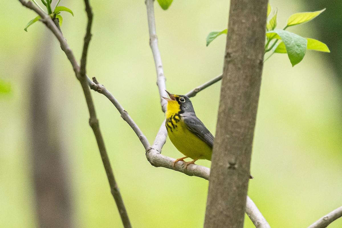 Canada Warbler - Lisa Nasta