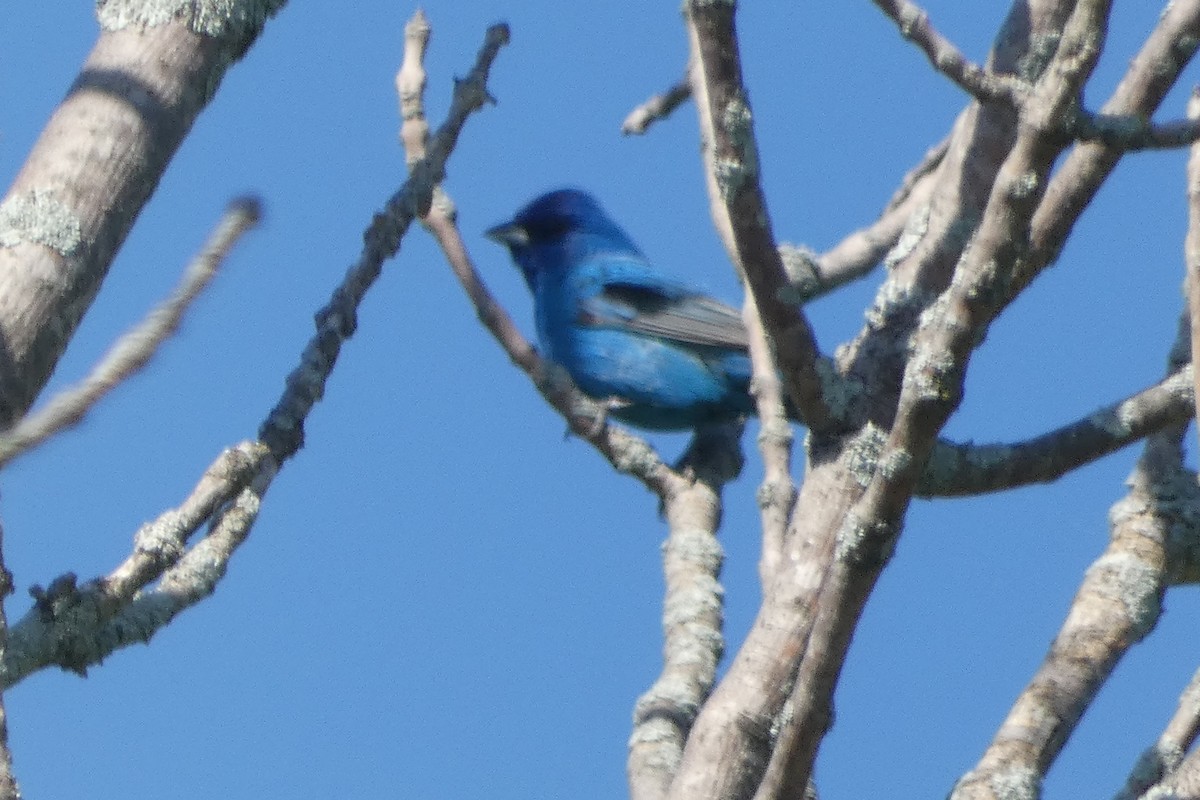 Indigo Bunting - Andrew Hillman