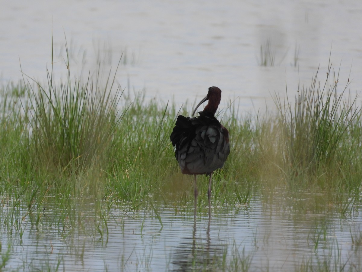 ibis hnědý - ML619242782