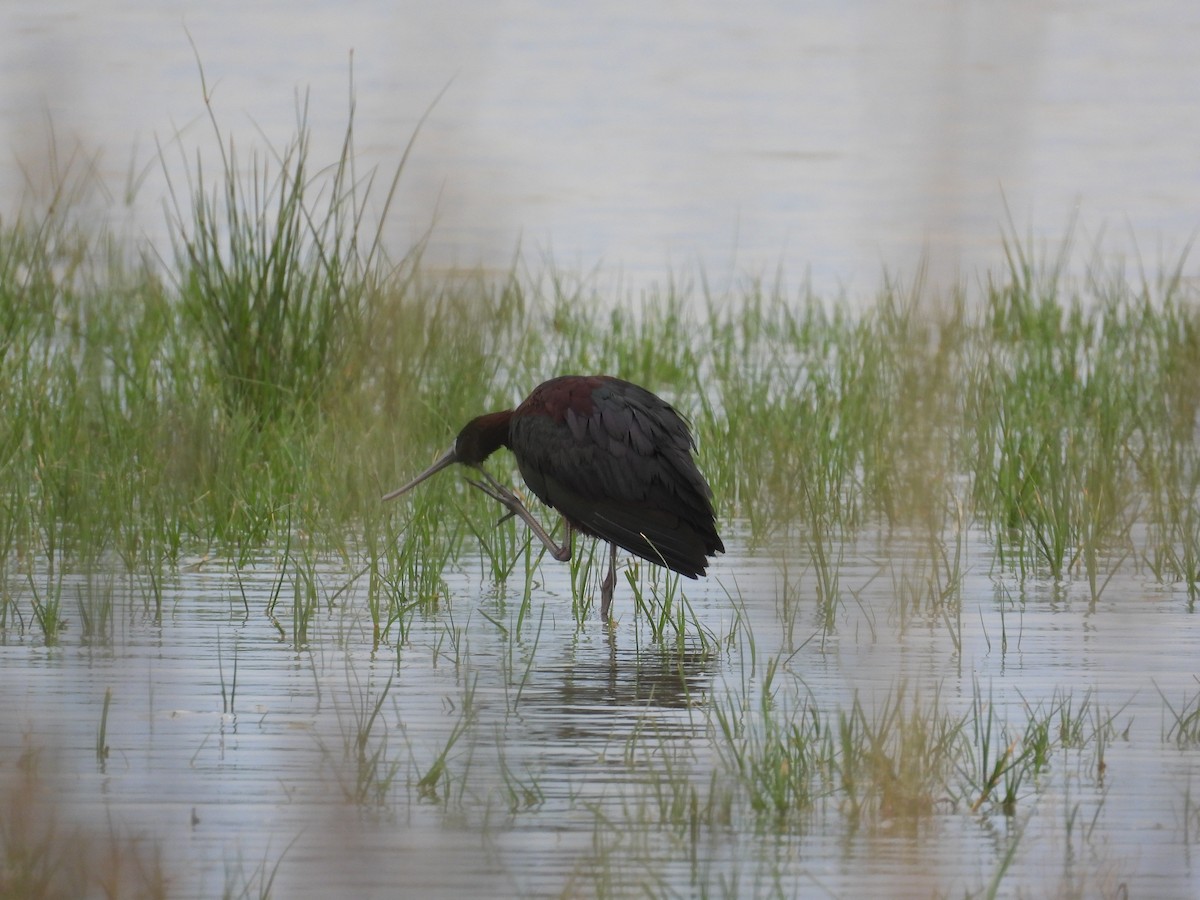 ibis hnědý - ML619242783