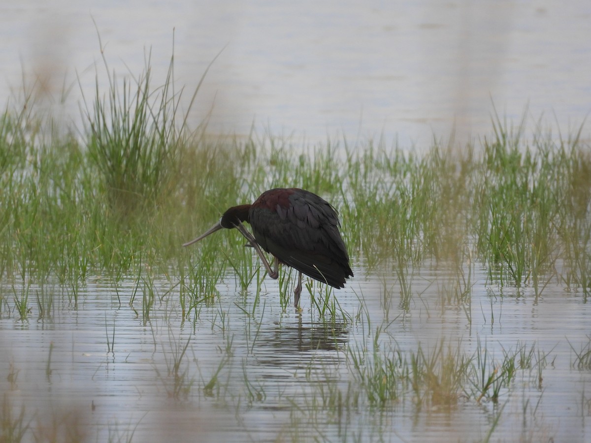 ibis hnědý - ML619242784
