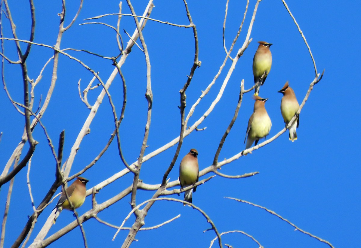 Cedar Waxwing - ML619242795