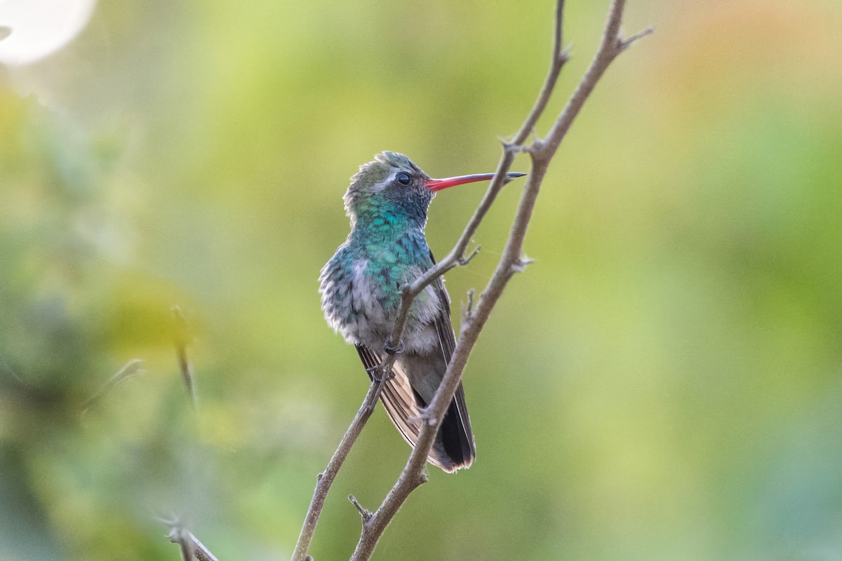 Broad-billed Hummingbird - ML619242797