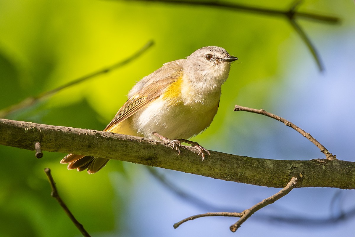 American Redstart - Mariann Cyr