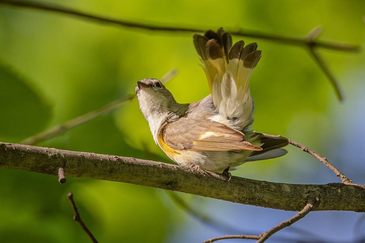 American Redstart - Mariann Cyr