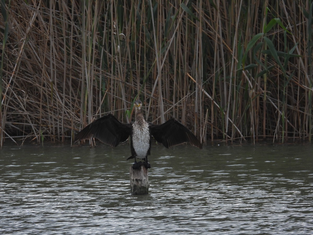 Great Cormorant - Anqi Xu