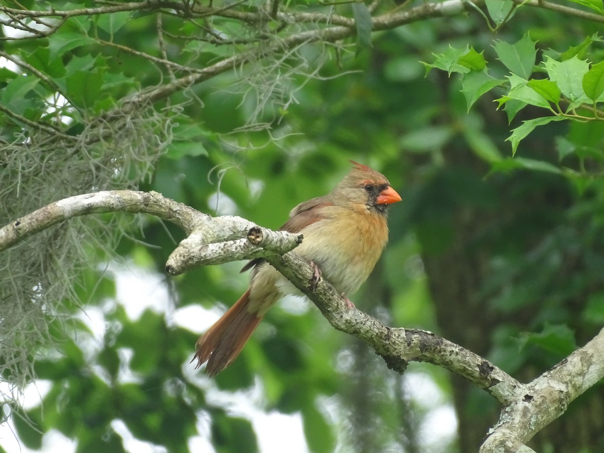 Northern Cardinal - Susan Evanoff