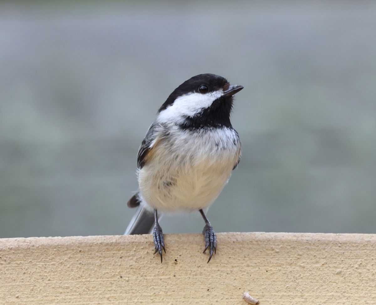 Black-capped Chickadee - burton balkind