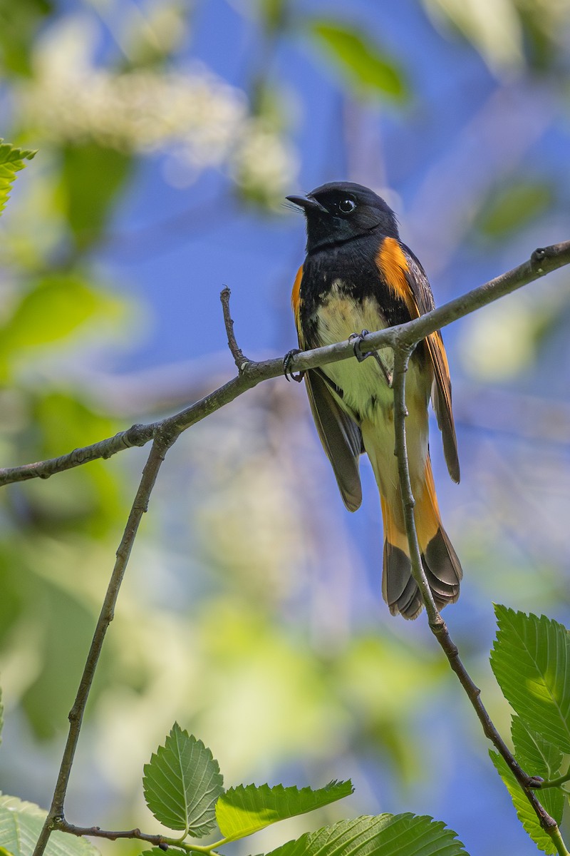 American Redstart - Mariann Cyr