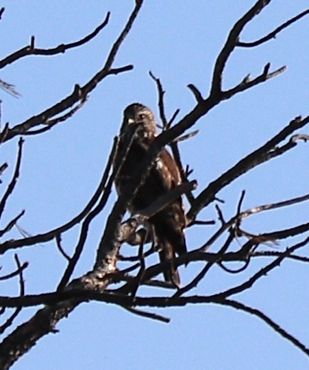 Broad-winged Hawk - Gregg Goodrich