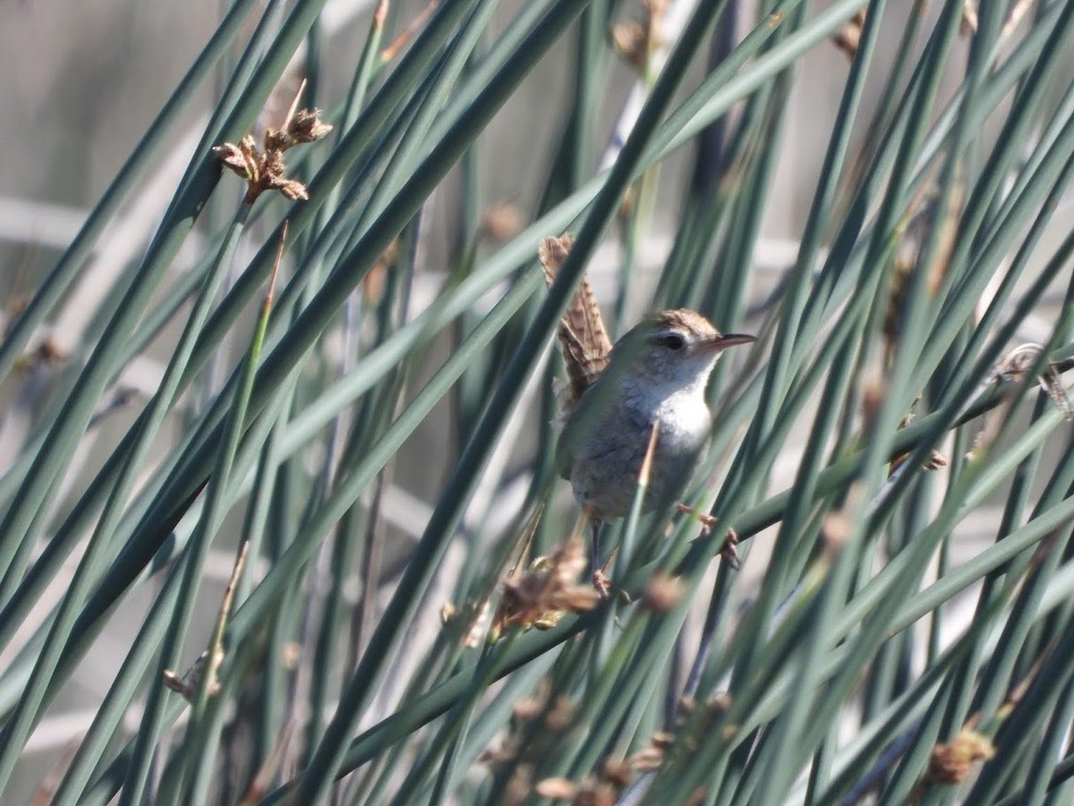 Marsh Wren - ML619242876