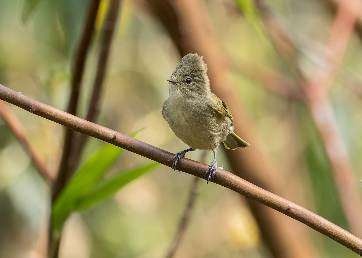 Yellow-browed Tit - ML619242883