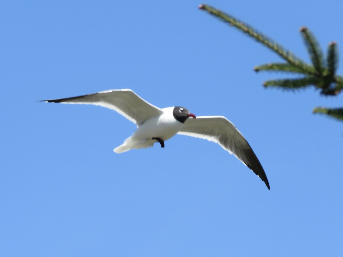 Laughing Gull - ML619242895