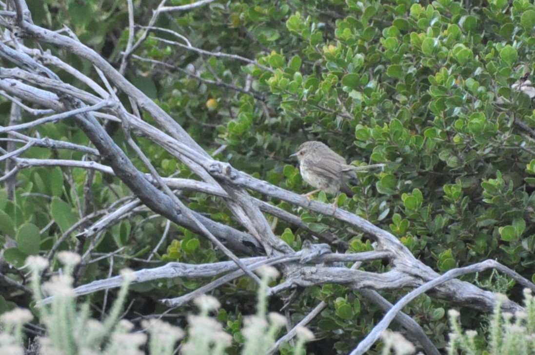 Karoo Prinia - 🦜 Daniel Correia 🦜