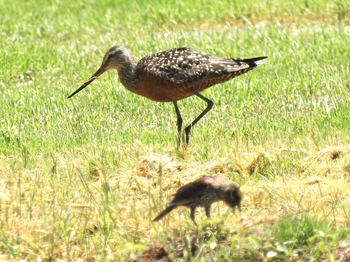 Hudsonian Godwit - Christopher Daniels