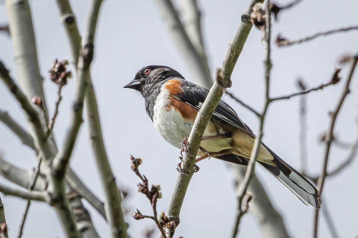 Eastern Towhee - Mariann Cyr