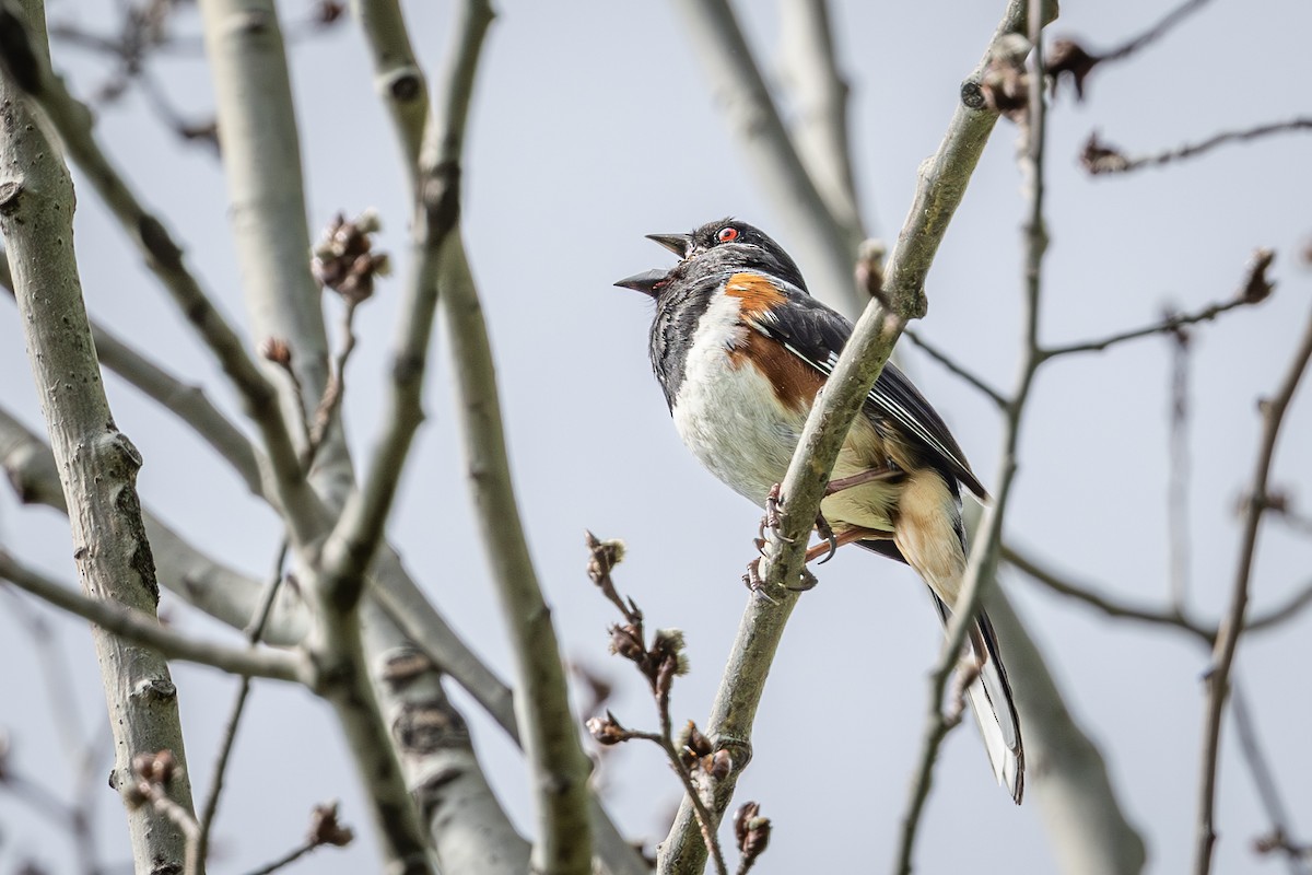 Eastern Towhee - Mariann Cyr