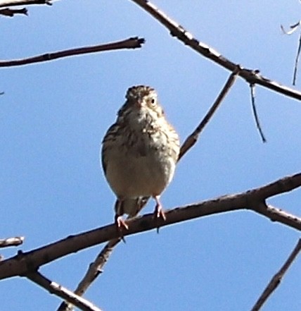 Vesper Sparrow - Gregg Goodrich