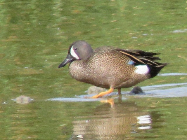 Blue-winged Teal - ML619242918