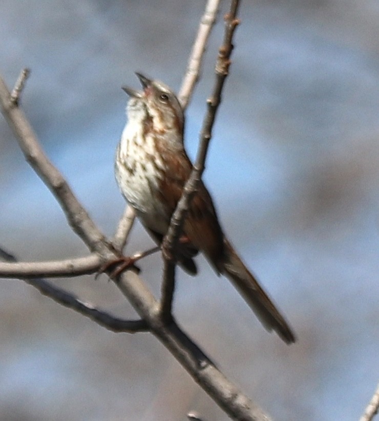 Song Sparrow - Gregg Goodrich