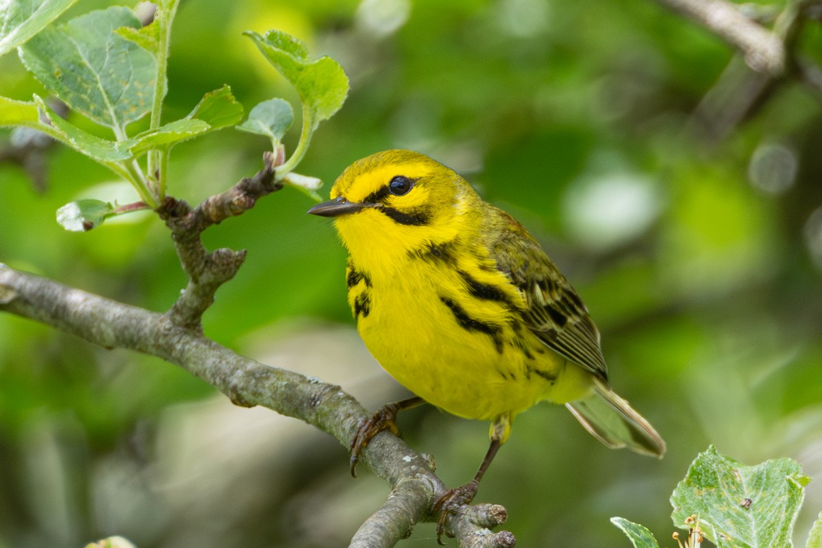 Prairie Warbler - ML619242942