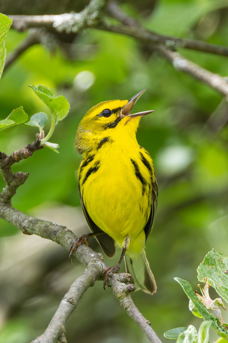 Prairie Warbler - ML619242944