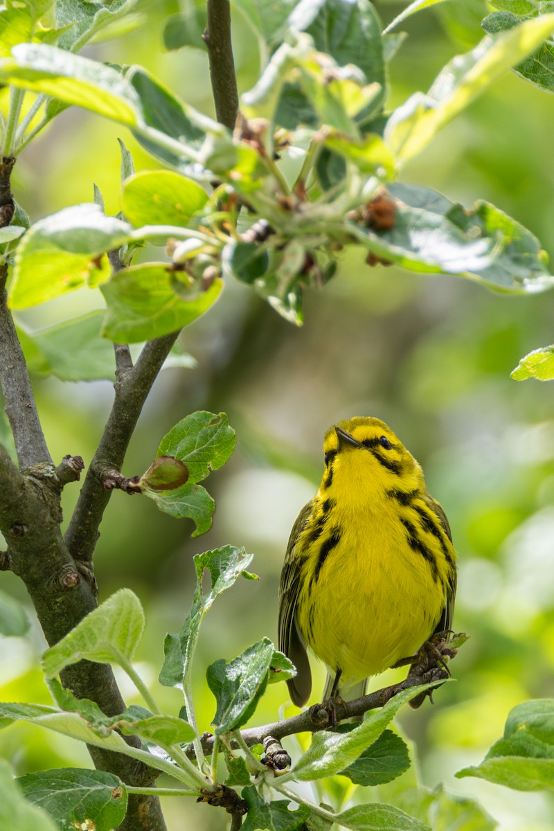 Prairie Warbler - ML619242945