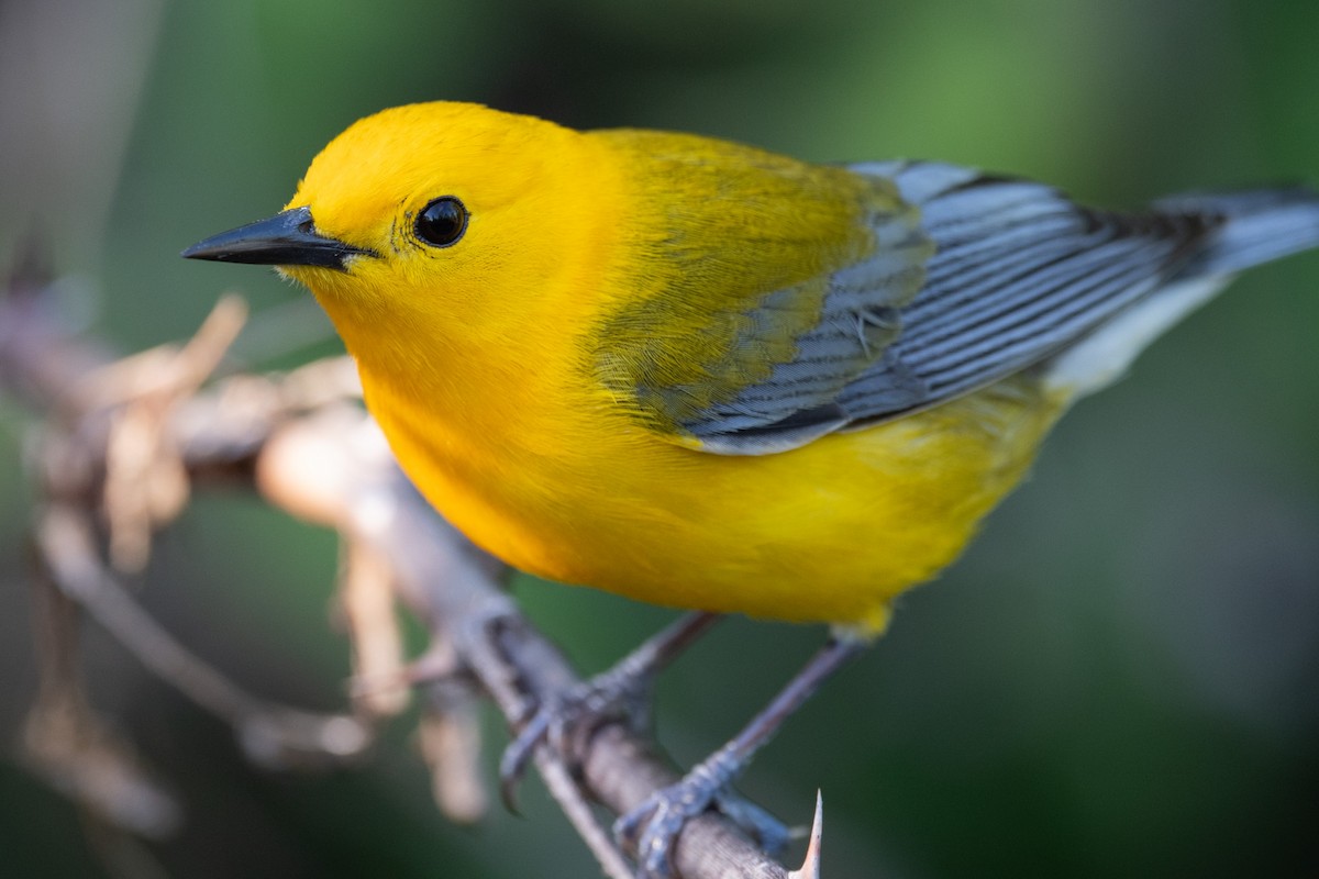 Prothonotary Warbler - Mike Schijf