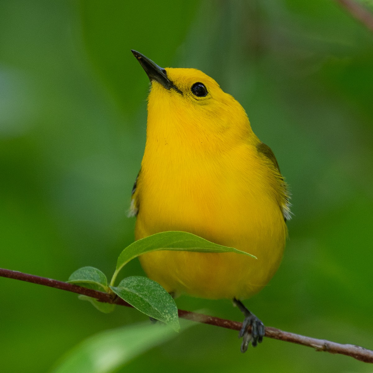 Prothonotary Warbler - Mike Schijf