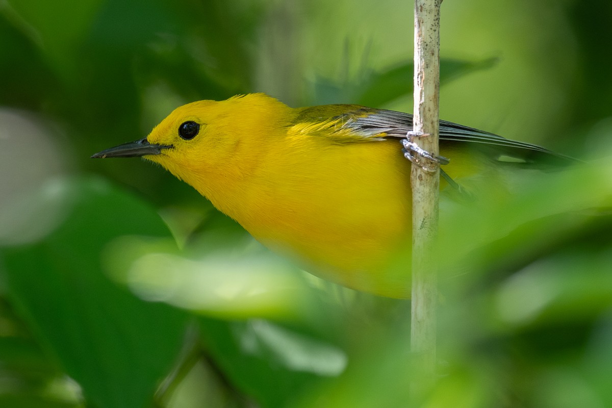 Prothonotary Warbler - Mike Schijf