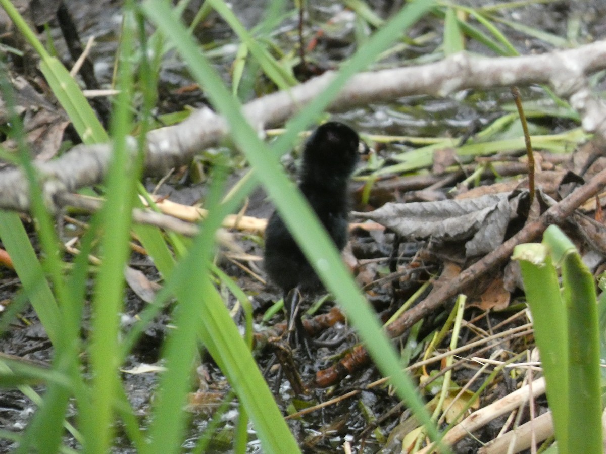 Virginia Rail - Stephanie Delaney