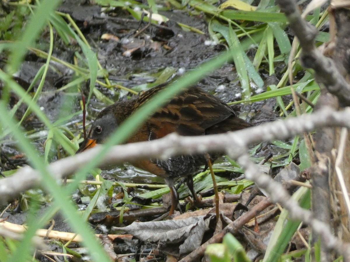 Virginia Rail - Stephanie Delaney