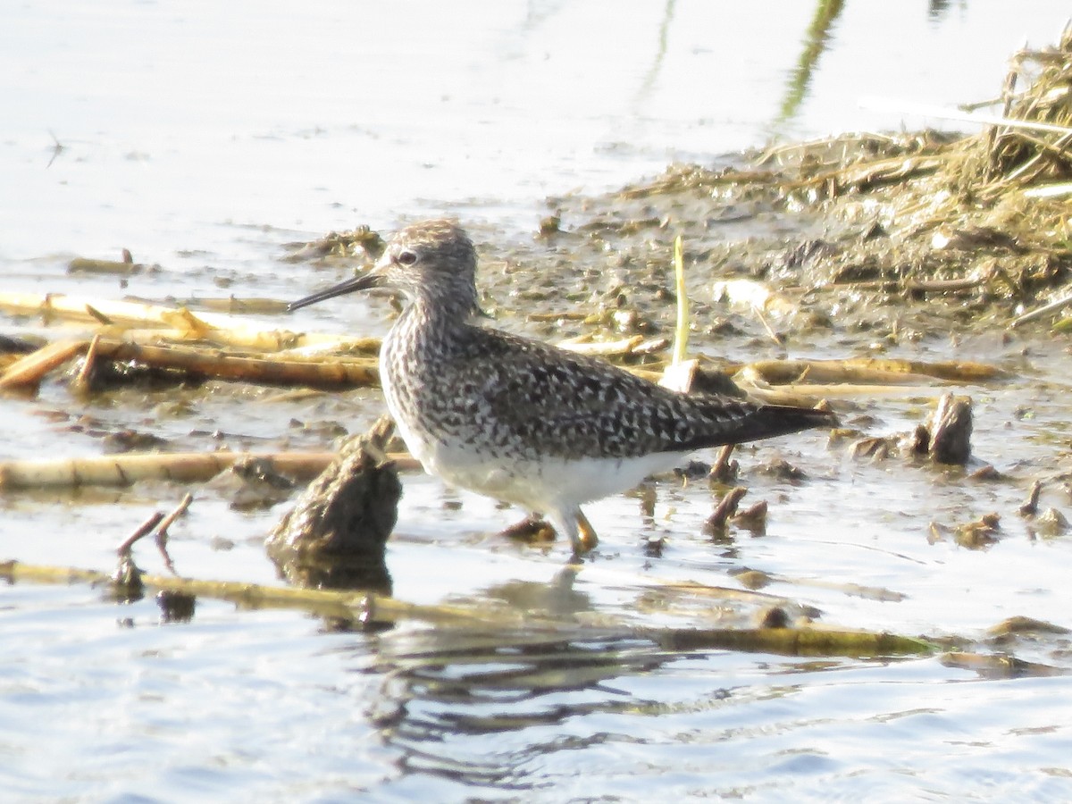 Lesser Yellowlegs - ML619242975