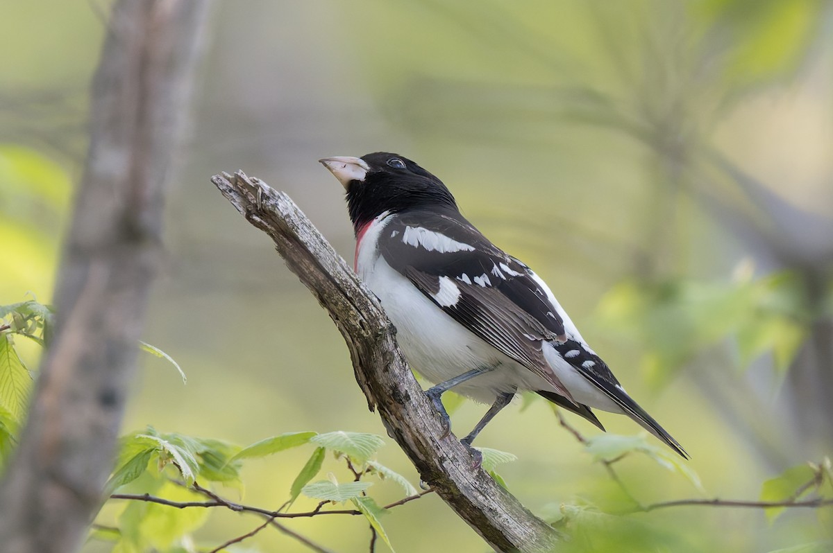 Rose-breasted Grosbeak - David Eberly