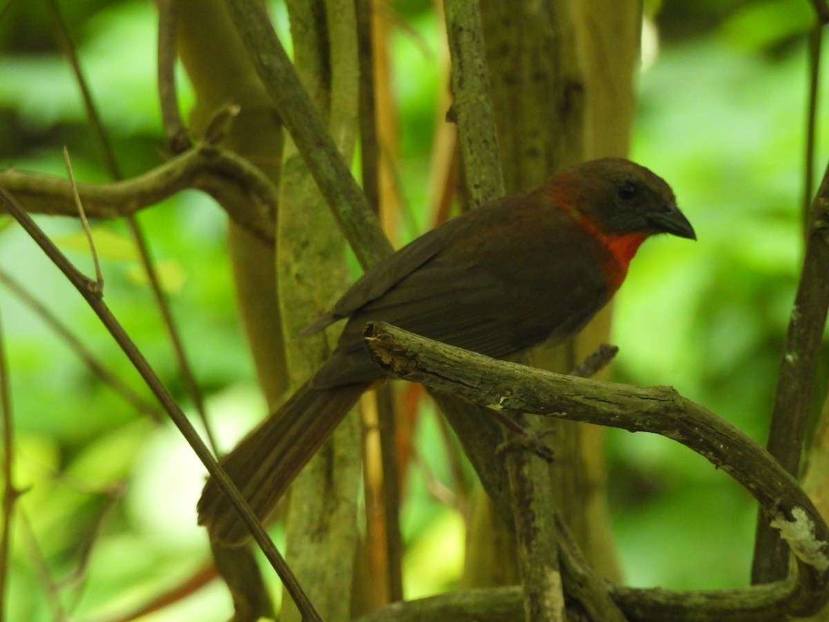 Red-throated Ant-Tanager - Leandro Niebles Puello