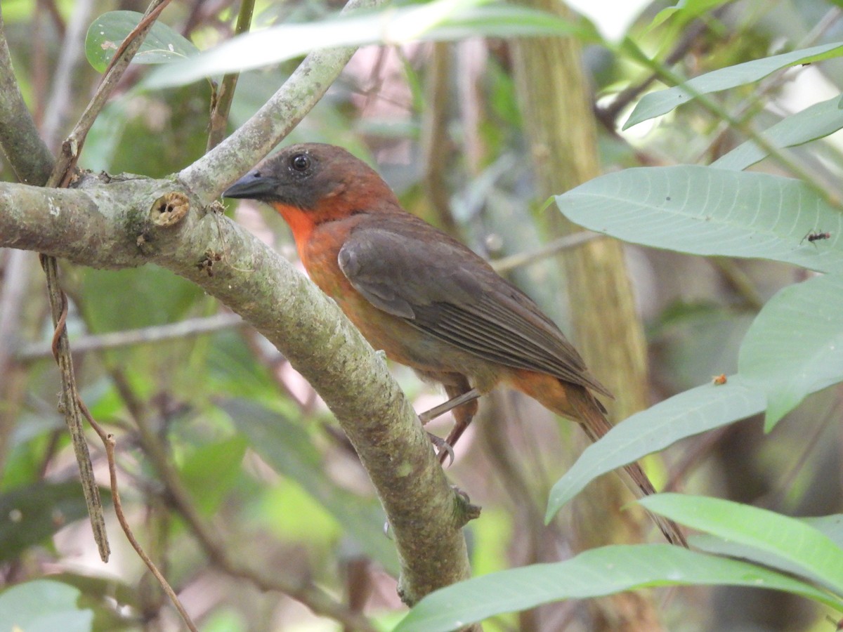 Red-throated Ant-Tanager - Leandro Niebles Puello