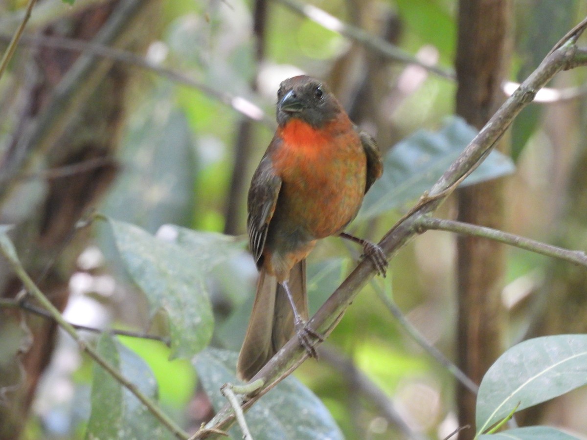 Red-throated Ant-Tanager - Leandro Niebles Puello