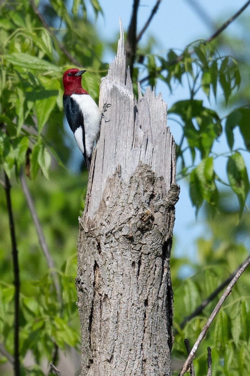 Red-headed Woodpecker - Mike Schijf